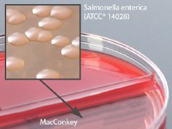 Hardy Diagnostics Blood Agar / MacConkey Biplate Prepared Media